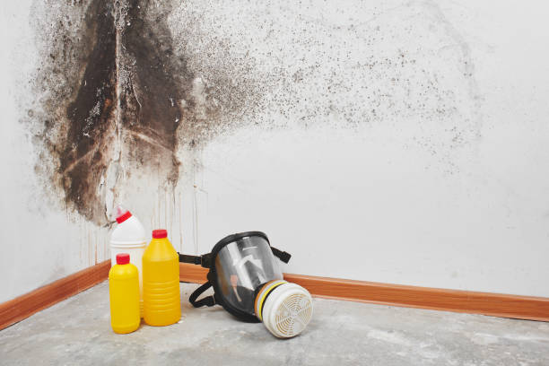 Best Toxic Mold Removal  in Portageville, MO