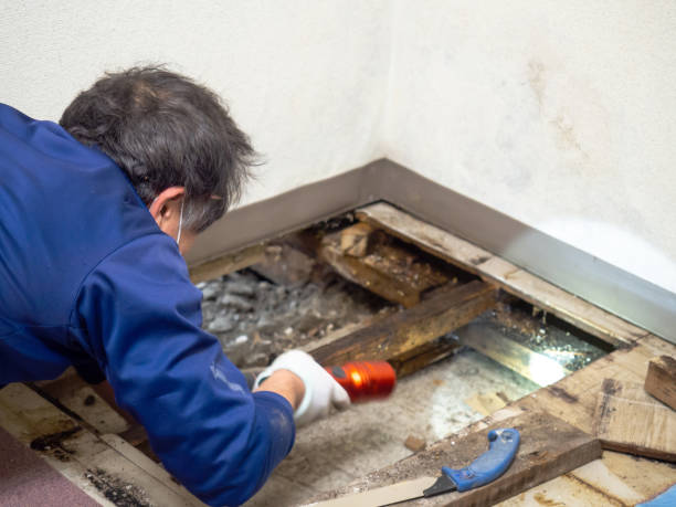 Mold Removal Process in Portageville, MO