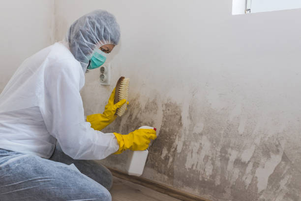 Home Mold Removal in Portageville, MO