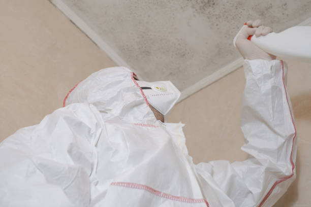 Best Mold Removal Process  in Portageville, MO