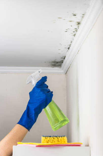 Best Black Mold Removal  in Portageville, MO