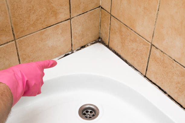 Best Mold Cleaning Services  in Portageville, MO