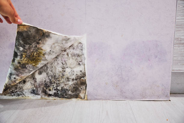 Best Residential Mold Removal  in Portageville, MO
